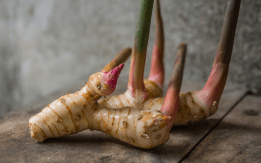 galangal-thai-spices